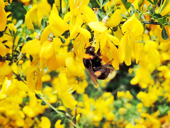 Bee pollinating on yellow flower