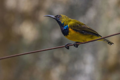 Close-up of bird perching on metal