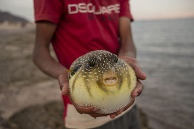 A young egyptian beduin man, holding a puffer fish he found in the red sea in sinai, egypt. 