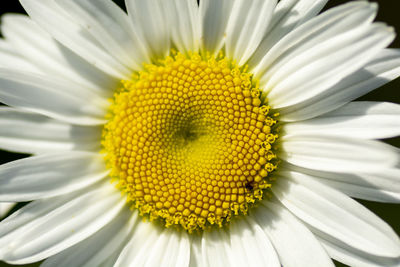 Close-up of white daisy flower