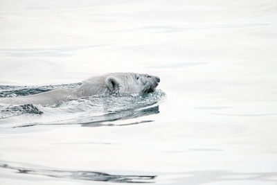 High angle view of polar bear swimming in sea