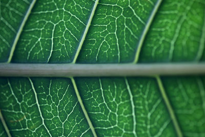 Close-up of raindrops on green leaves