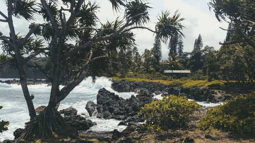 Scenic view of trees against sky