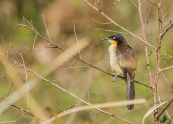 Close-up of bird perching on branch