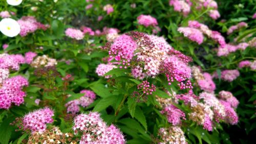 Close-up of pink flowers