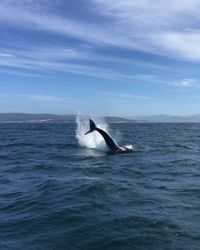 Scenic view of whale in sea against sky