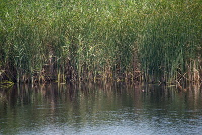 Scenic view of lake