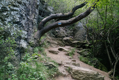 View of tree in forest