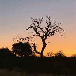 Silhouette bare tree on field against sky at sunset