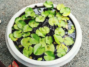 High angle view of potted plant in bowl