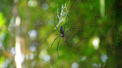 Close-up of spider on web