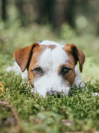 Close-up portrait of dog