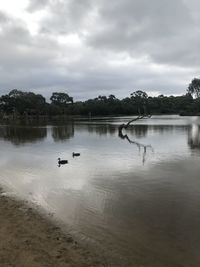 Birds swimming in lake against cloudy sky