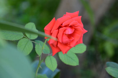 Close-up of red rose