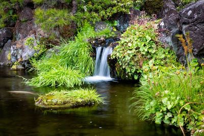 Scenic view of waterfall in forest