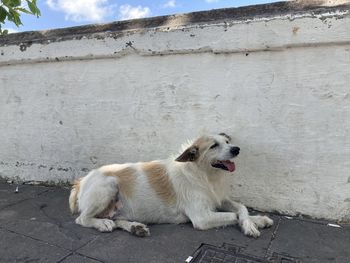 Dog sitting on footpath against wall
