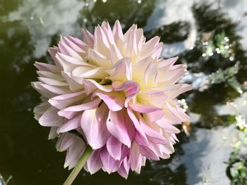 Close-up of pink flower