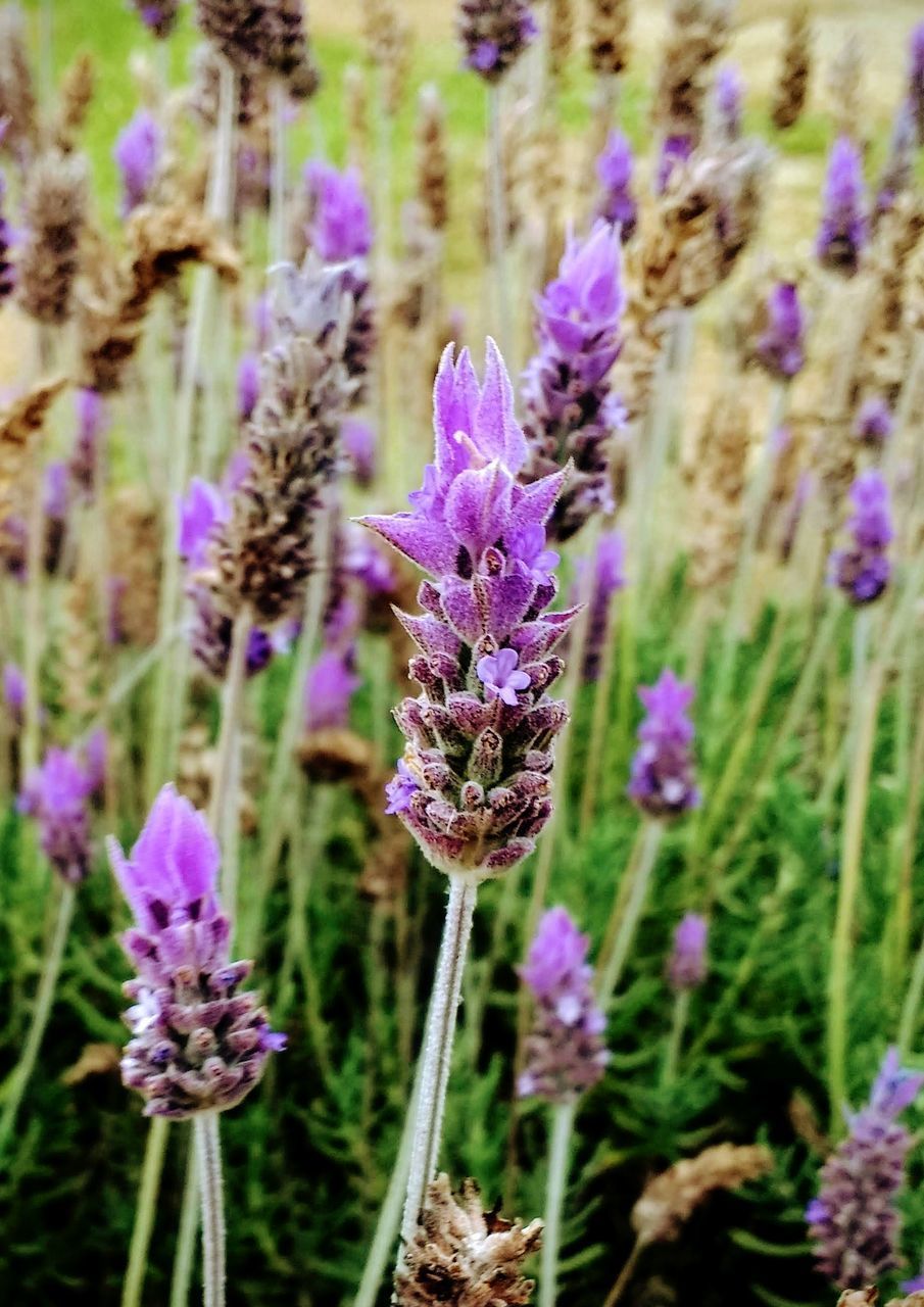 CLOSE-UP OF PURPLE FLOWERING PLANTS ON FIELD