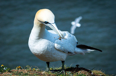 Close-up of bird