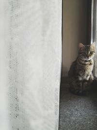 Close-up of cat sitting on window at home