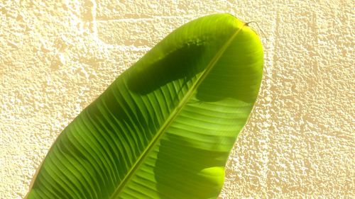 Close-up of leaf