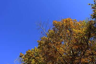 Low angle view of tree against clear sky