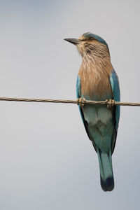 Close-up of bird perching on cable against clear sky