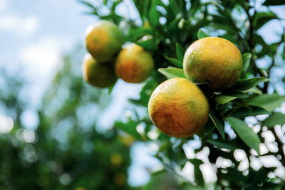 Low angle view of fruits on tree