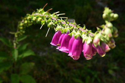 Close-up of pink flowering plant