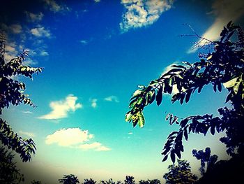 Low angle view of trees against blue sky