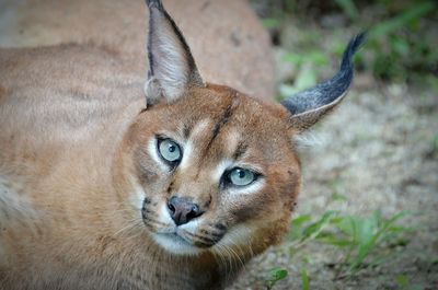 Close-up portrait of big cat resting on field