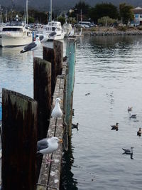 Seagull on pier at harbor