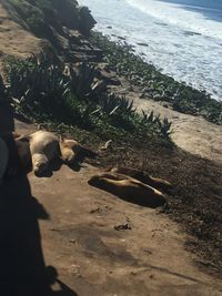 Close-up of an animal on beach