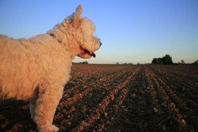 Dog on field against sky