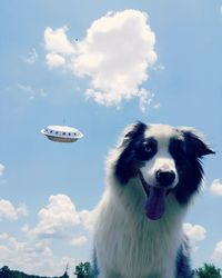 Close-up of dog against sky