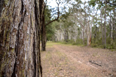 Tree trunk in forest