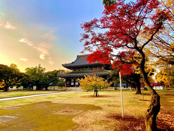 Trees in park against sky