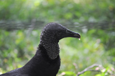 Close-up of black bird on tree