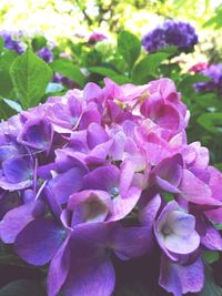 Close-up of purple hydrangea blooming outdoors