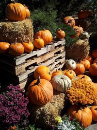 High angle view of pumpkins for sale