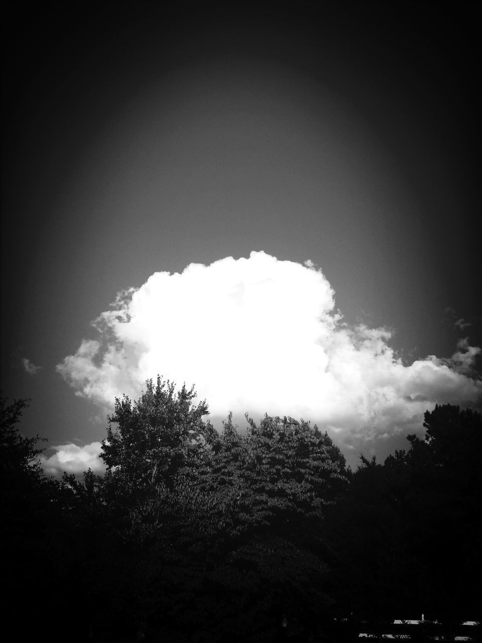 tree, sky, silhouette, low angle view, tranquility, beauty in nature, tranquil scene, scenics, nature, cloud - sky, growth, outdoors, no people, copy space, day, idyllic, forest, cloud, non-urban scene, branch