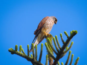 Low angle view of bird perching on plant against blue sky