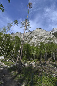 Low angle view of trees on mountain against sky