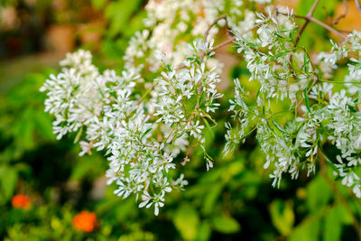 Close-up of flowering plant