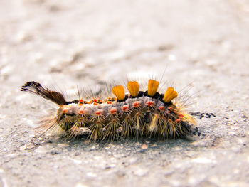 Close-up of insect on leaf