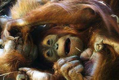 Close-up of monkey relaxing outdoors