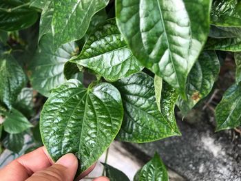 Close-up of hand holding leaves