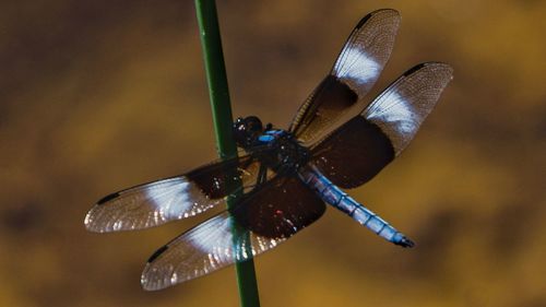 Close-up of butterfly on leaf