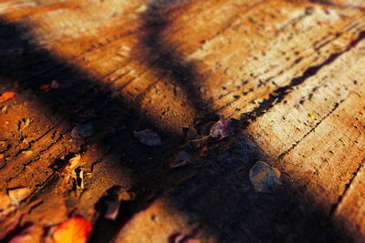 High angle view of wood on footpath