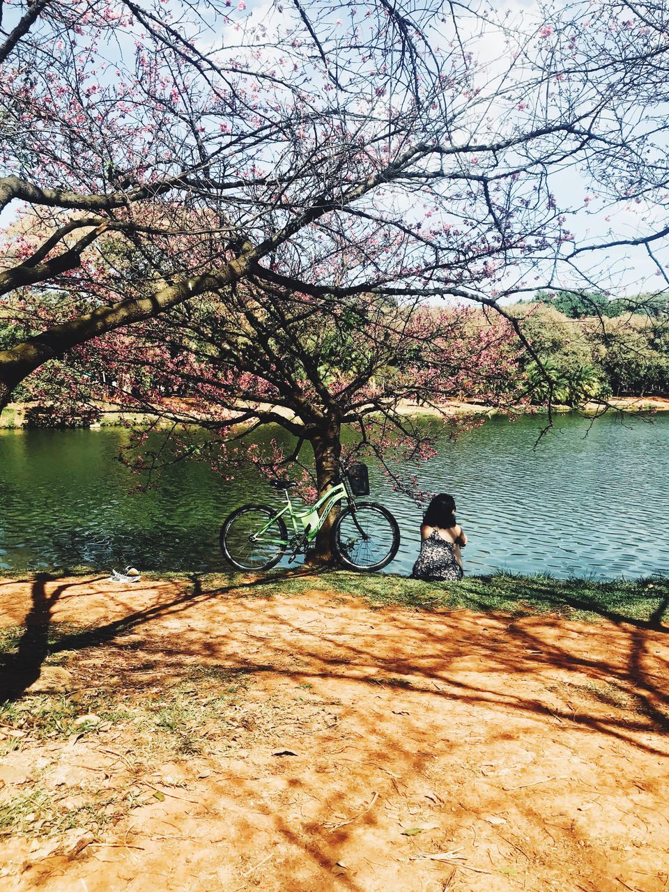 TREE BY LAKE